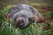 Picture 'Ant1_1_01018 Elephant Seal, Mirounga leonina, Southern Elephant Seal, Antarctica and sub-Antarctic islands, South Georgia, Godthul'